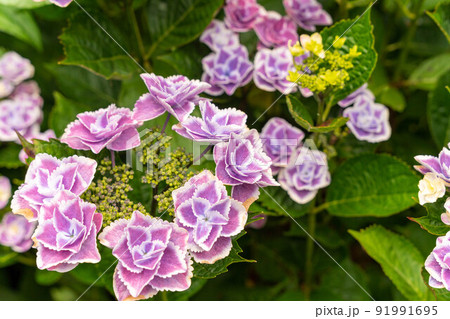小さい紫陽花みたいな花の写真素材