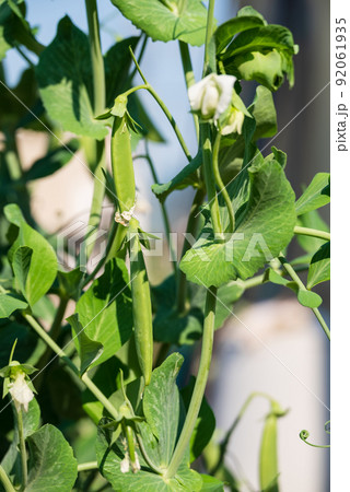 スナップえんどう 花 さや えんどうの写真素材