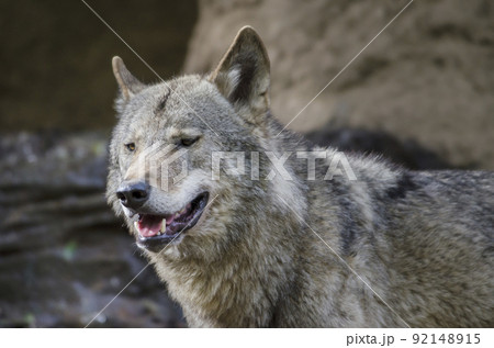 オオカミの顔の写真素材