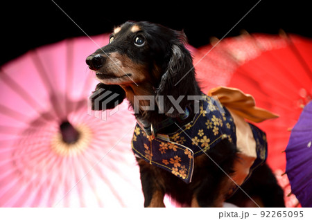 ☆rara ミニチュアダックスフンド ダックス お正月わんこ お正月飾り