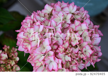 未来 紫陽花 植物 花の写真素材 未来 紫陽花 植物 花の写真素材