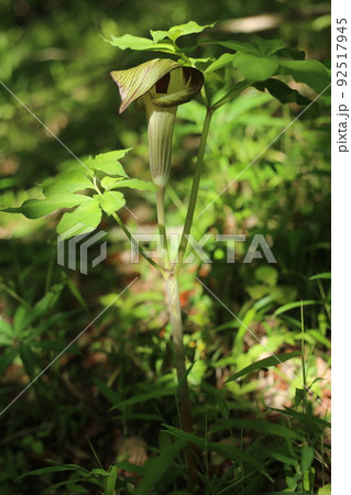 マムシグサ 多年草 サトイモ科 雑草の写真素材 - PIXTA