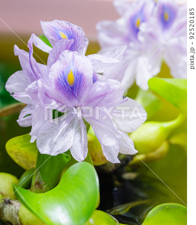 浮草 浮き草 水草 植物の写真素材 浮草 浮き草 水草 植物の写真素材