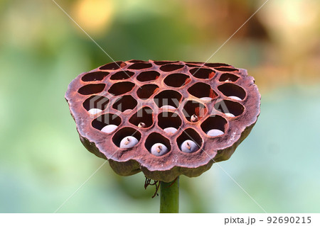 花托 ハス ハスの花托 かたくの写真素材