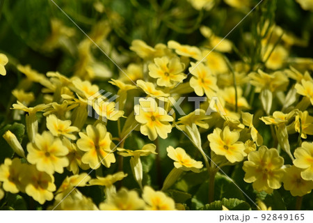 プリメラ 花の写真素材