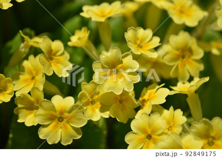 プリメラ 花の写真素材