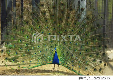 孔雀 クジャク の写真素材集 ピクスタ