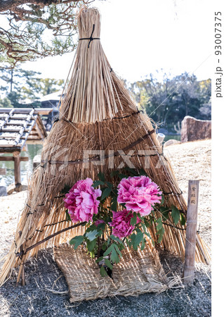 牡丹 花 藁囲い 冬囲いの写真素材 - PIXTA