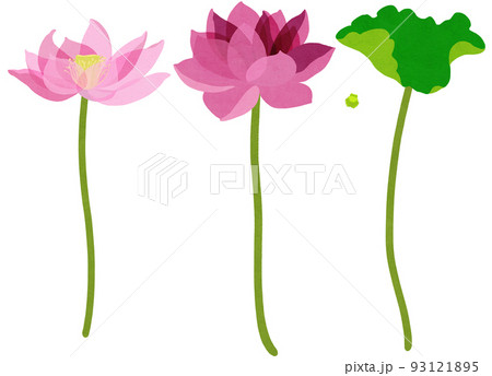 蓮のイラスト素材集 ピクスタ