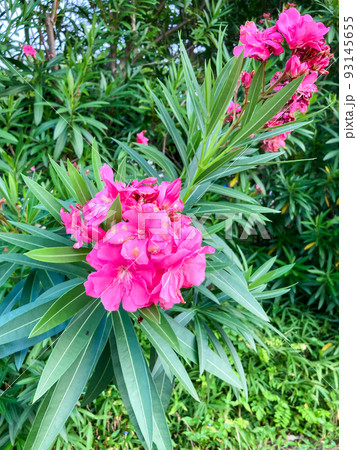 ピンク色のサルスベリのある風景イメージ