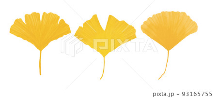 イチョウのイラスト素材集 ピクスタ