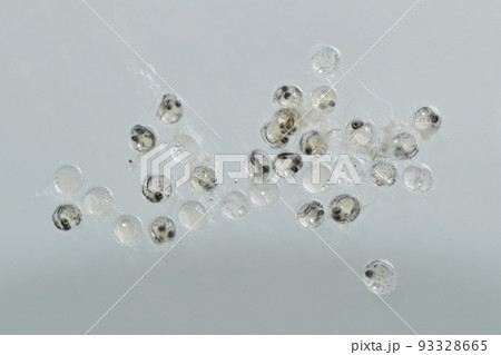 メダカの卵の写真素材