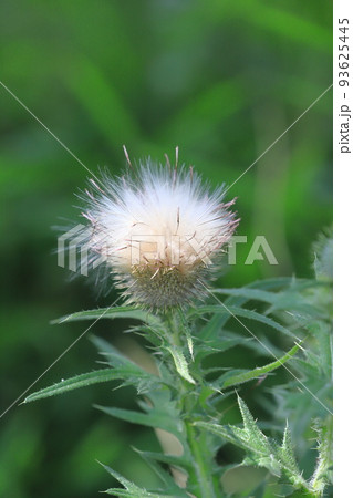 綿毛 植物 種子 アザミの種子の写真素材