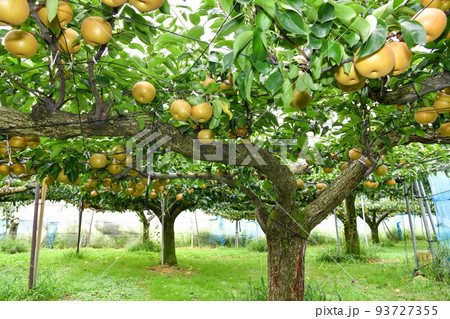 たわわに実った果樹園の梨
