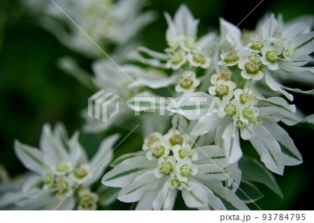 シラユキソウ 花の写真素材