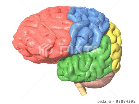 小脳 大脳 脳 解剖図のイラスト素材