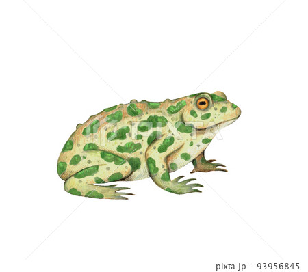 Realistic frog illustration - Stock Illustration [77674288] - PIXTA