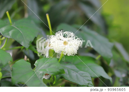 玉梓 花 植物 玉章の写真素材 - PIXTA