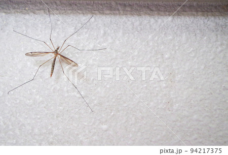 アシナガトンボ ガガンボの写真素材 - PIXTA