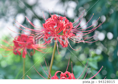 花言葉 再会 の写真素材 花言葉 再会 の写真素材