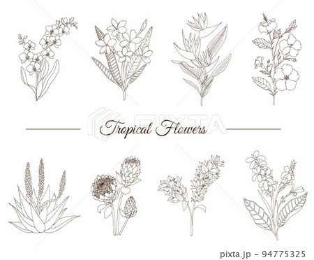 カンナの花のイラスト素材