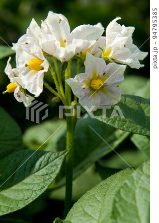 野菜の花 白い花の写真素材