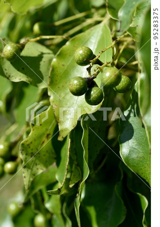 楠の実の写真素材 - PIXTA