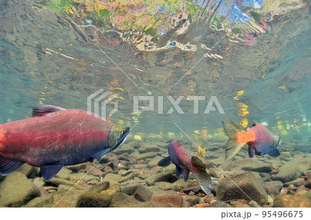 River.Sea さん作桜鱒赤鬼婚姻色