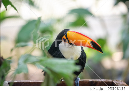 鳥 カラフル 南国 鳥類の写真素材