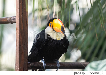 鳥 カラフル 南国 鳥類の写真素材
