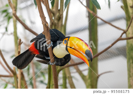 鳥 カラフル 南国 鳥類の写真素材