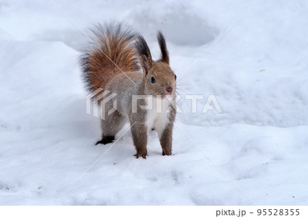 エゾリス リス 雪 かわいいの写真素材 - PIXTA