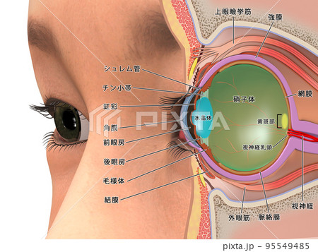 目 眼球 断面図 図のイラスト素材 - PIXTA