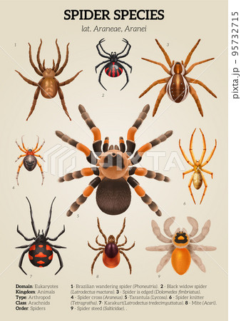 Various Spider Species Poses Cartoon Vector Illustration Stock Vector -  Illustration of cellar, halloween: 161254054