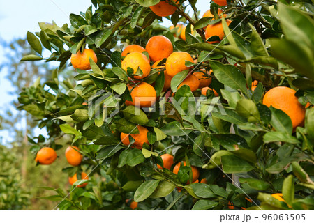 みかん畑のイメージ