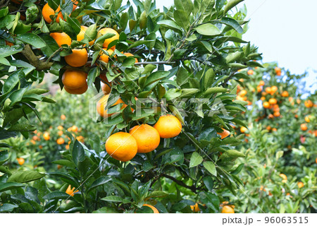 みかん畑のイメージ