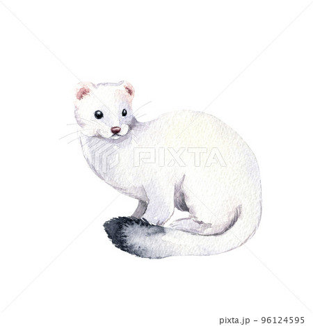 フェレットのイラスト素材集 ピクスタ フェレットのイラスト素材集 ピクスタ