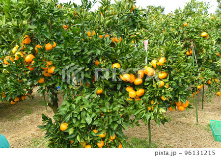 収穫時期のみかん畑のイメージ