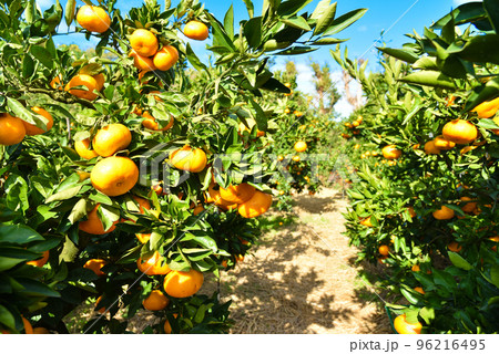 収穫時期のみかん畑のイメージ
