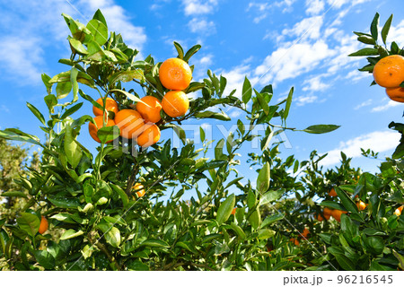 収穫時期のみかん畑のイメージ