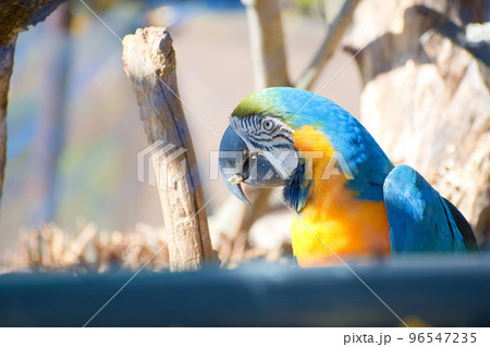 瑠璃金剛インコの写真素材 - PIXTA