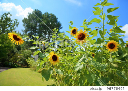 ひまわりの花芯の写真素材 - PIXTA