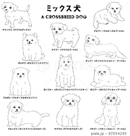 チワマルの写真素材 - PIXTA