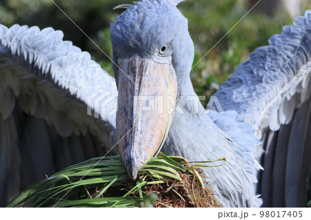 ハシビロコウ 嘴広鸛 動物 鳥類の写真素材 - PIXTA