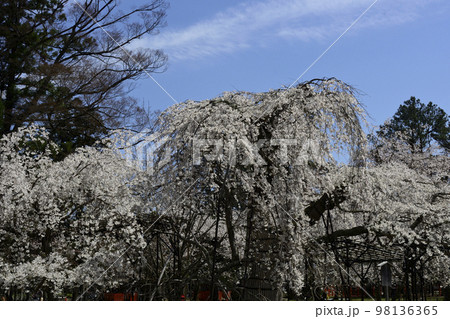 一重白彼岸枝垂桜の写真素材 - PIXTA