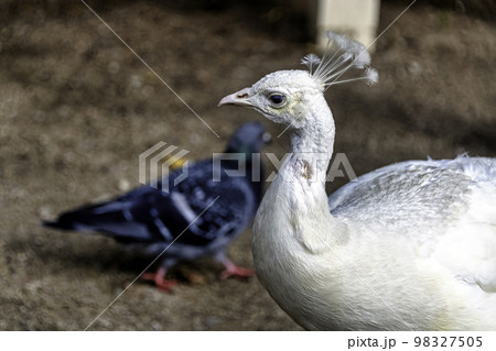 孔雀 アルビノ 白孔雀 白の写真素材 - PIXTA