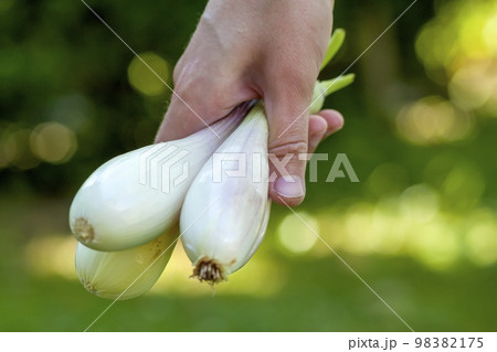 Onions being grated – License Images – 12337962 ❘ StockFood