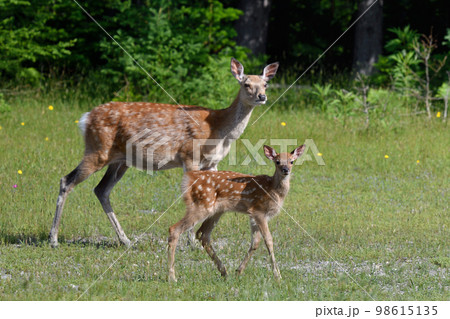 知床 蝦夷鹿 エゾシカ 鹿の写真素材 - PIXTA