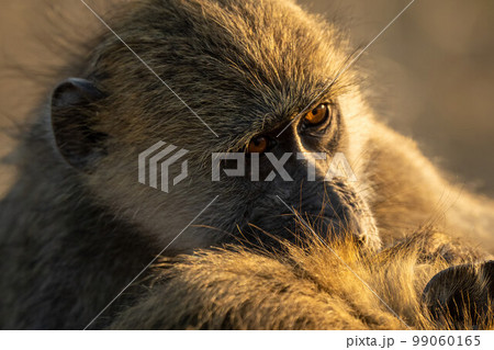 Meme Monkey Stock Photos - Free & Royalty-Free Stock Photos from Dreamstime