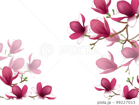 紫木蓮 木蓮 花 マグノリアのイラスト素材 - PIXTA